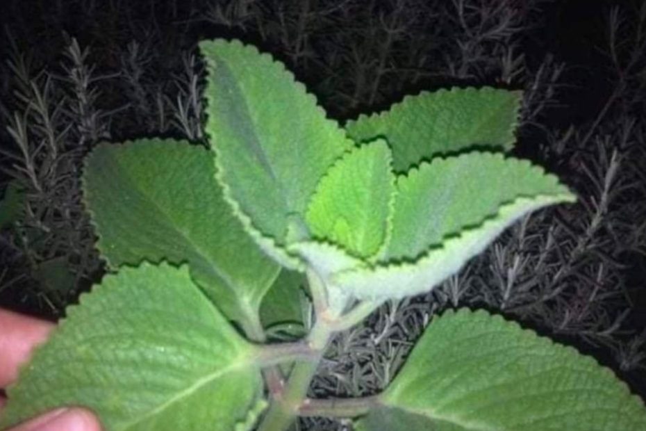 Se você tem esta planta em sua casa, tem um tesouro e não sabe