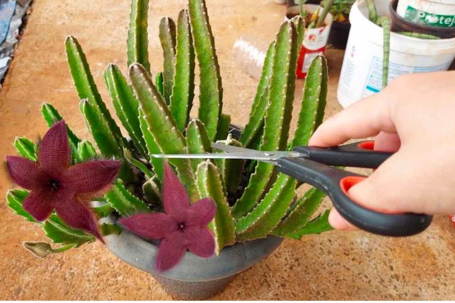 Cactus, infelizmente poucas pessoas sabiam dessa técnica infalível