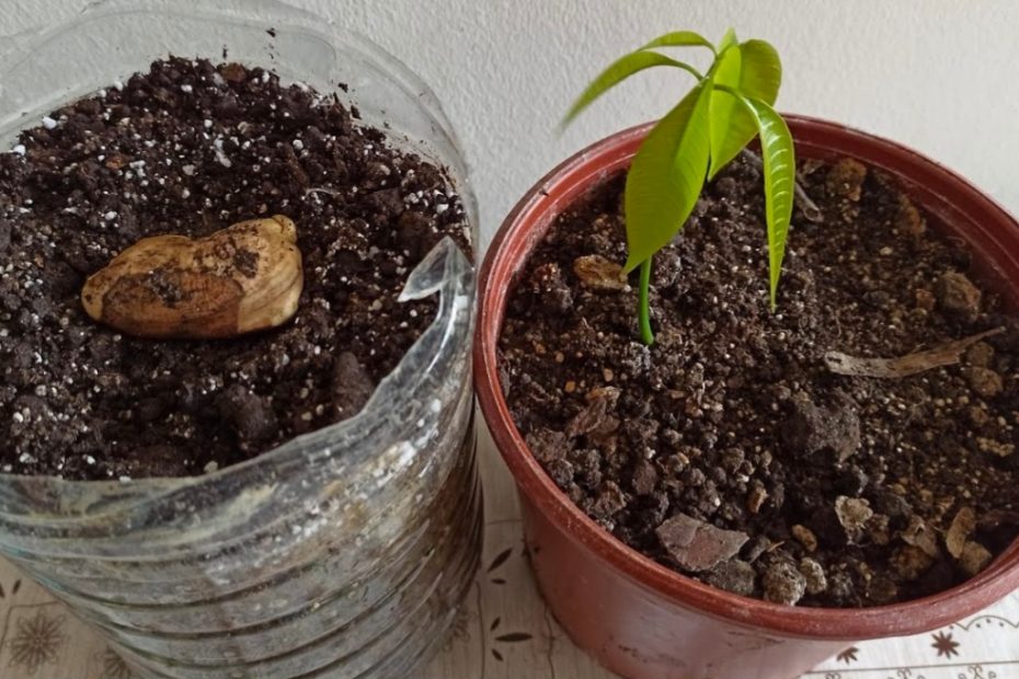 Como transformar um simples caroço de manga em uma planta majestosa?