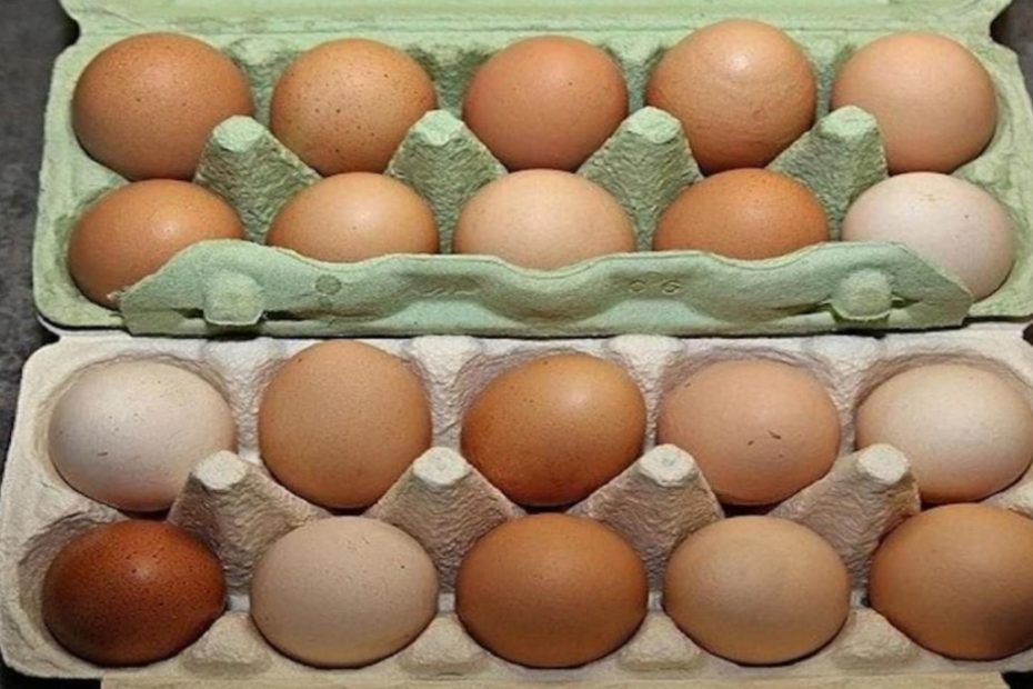 Criador de galinhas revela técnica mais eficaz para manter os ovos frescos por muito tempo
