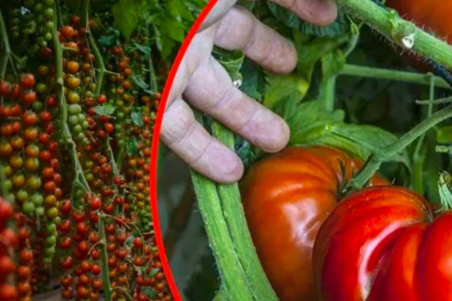 Tomates gigantes no seu jardim, uma colher deste ingrediente, recomendado por todos os jardineiros!