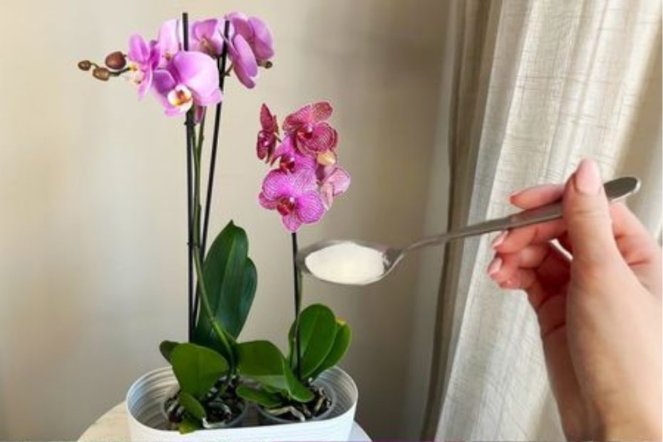 1 colher de chá de açúcar faz o mesmo milagre que um antibiótico para uma orquídea