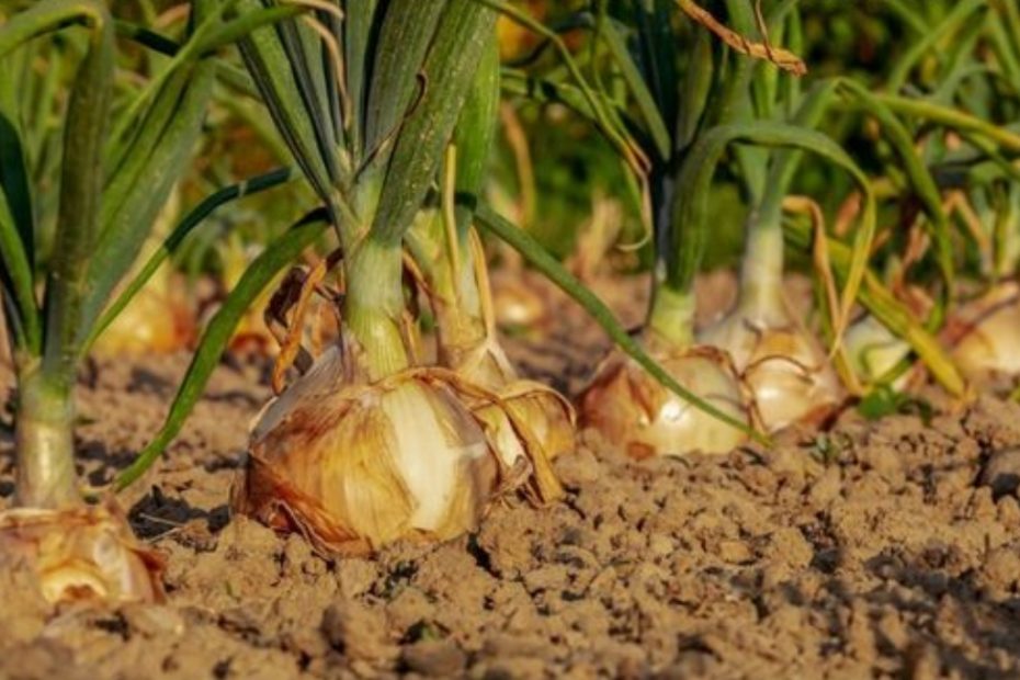 ESTA é a data em que se deve plantar a cebola Plante-a NESTE DIA e terá mais colheitas do que nos outros anos!