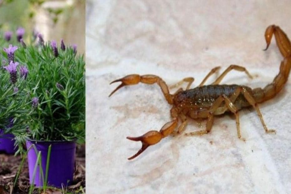 Plantas que mantêm aranhas, formigas, moscas, escorpiões, percevejos e carrapatos longe de cas