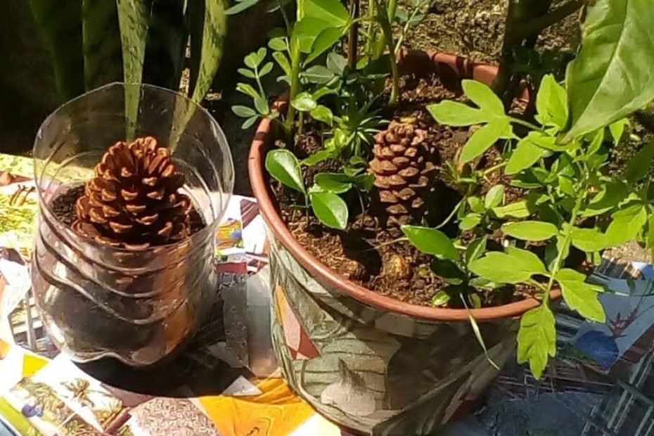 Pinheiro de natal aprenda como cultivar o clássico de natal em casa apartir de uma pinha