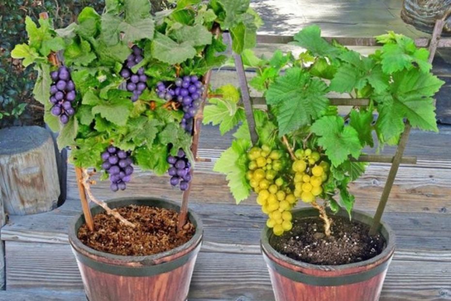 O segredo para cultivar uvas doces e suculentas em seu quintal