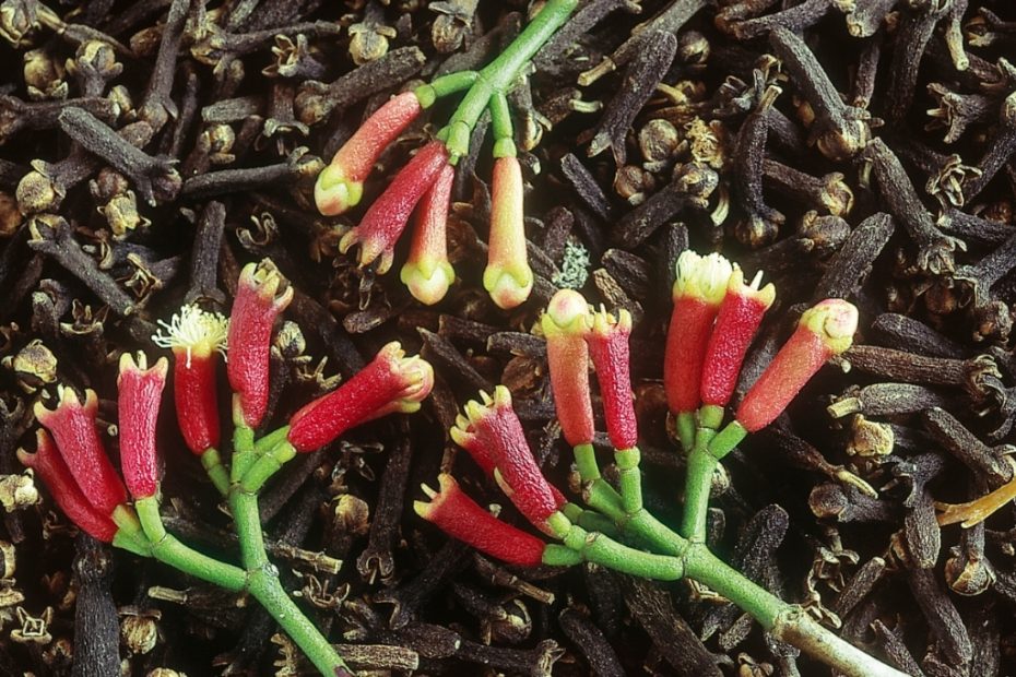 Plante cravo-da-india em casa o segredo para cultivar a especiaria que so tem beneficios